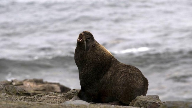 FOTO: Anjing Laut Berbulu Menuju Kepunahan di Alaska AS