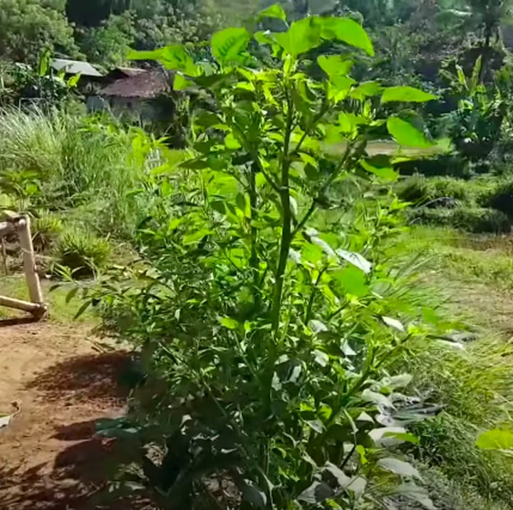 <p>Ini merupakan pemandangan dari samping rumah, berbatasan langsung dengan sawah yang baru selesai panen. Wah, bayangkan kalau ada hamparan padi membentang, pasti akan memanjakan mata ya, Bunda. (Foto: YouTube @Inces TKW Arab)</p>