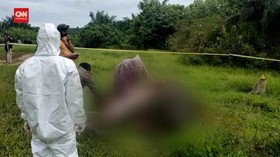 VIDEO: Gajah Sumatra Liar Ditemukan Mati Tanpa Kepala
