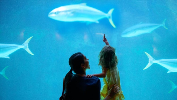 Shot of a young family enjoying a day at the aquariumhttps://195.154.178.81/DATA/i_collage/pi/shoots/783341.jpg