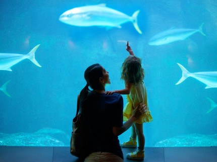Serunya Wisata Virtual Sea World-Dufan, Beri Makan Ikan Piranha & Hiu