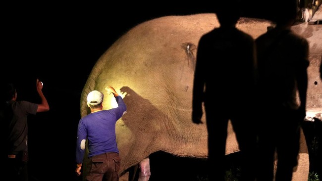 FOTO: Meredam Konflik Gajah dan Manusia