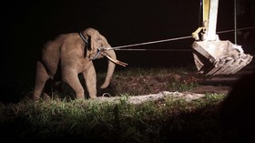 FOTO: Meredam Konflik Gajah dan Manusia