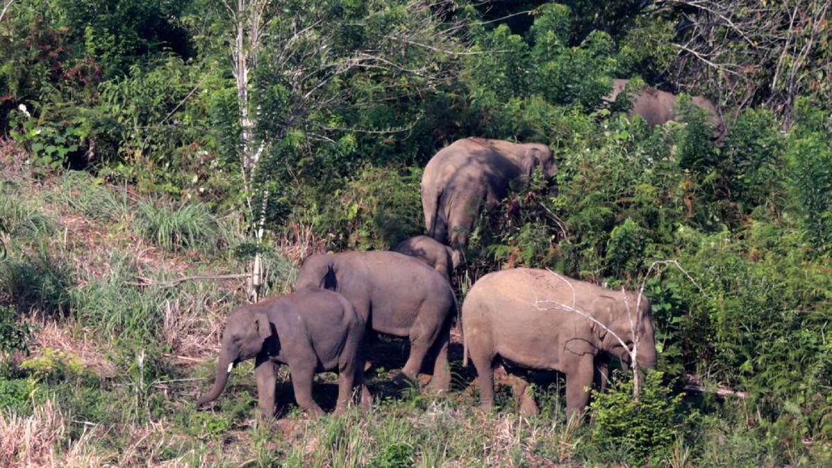 FOTO: Meredam Konflik Gajah dan Manusia