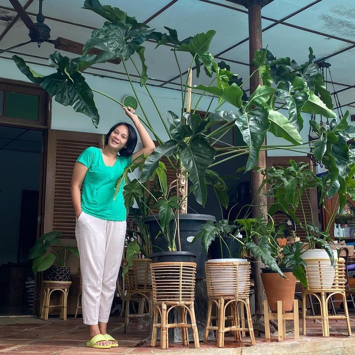 <p>Selain philodendron pink princess, wanita yang akrab disapa Deedee ini juga punya philodendron mercy yang ukurannya jumbo, lho. Keren banget ya, Bunda. (Foto: Instagram: @bu_deedee)</p>