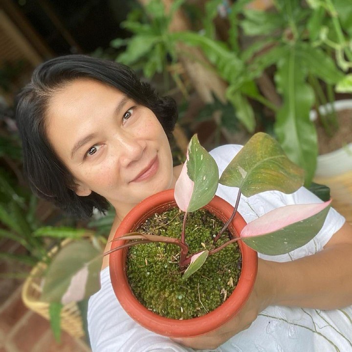 <p>Bunda empat anak ini menyukai tanaman hias jenis philodendron, Bunda. Ia juga mengoleksi philodendron pink princess yang warnanya sangat cantik, lho. (Foto: Instagram: @bu_deedee)</p>