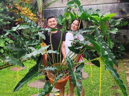 7 Potret Koleksi Tanaman Hias Dian Nitami, Ada Philodendron Jumbo Bun!