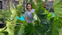<p>Masih ingin melihat koleksi tanaman hias Dian Nitami yang jumbo, Bunda? Ada philodendron wilsonii yang besar dan rimbun banget, nih. (Foto: Instagram: @bu_deedee)</p>