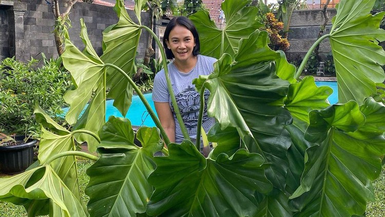 Tanaman Hias Dian Nitami Tanaman Hias Dian Nitami