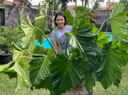 Terpopuler: Koleksi Tanaman Hias Dian Nitami - Obat Pengencer Dahak