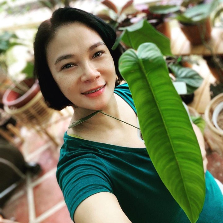 <p>Ternyata Dian Nitami juga suka tanaman hias yang berukuran kecil dan sedikit daun, Bunda. Salah satunya adalah tanaman hias philodendron sharoniae yang baru punya dua daun ini. (Foto: Instagram: @bu_deedee)</p>
