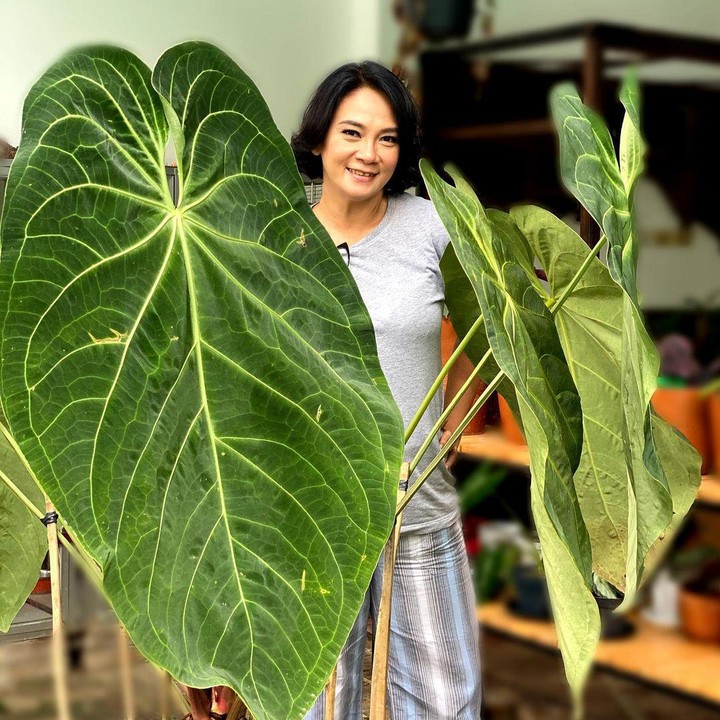 <p>Tak hanya philodendron mercy yang berukuran besar, Dian Nitami juga punya tanaman hias magnificum norte, Bunda. Ia membeli tanaman ini langsung dari Banyuwangi yang diantar dengan kereta, lho. (Foto: Instagram: @bu_deedee)</p>