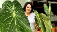 <p>Tak hanya philodendron mercy yang berukuran besar, Dian Nitami juga punya tanaman hias magnificum norte, Bunda. Ia membeli tanaman ini langsung dari Banyuwangi yang diantar dengan kereta, lho. (Foto: Instagram: @bu_deedee)</p>