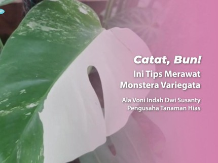 Catat, Bun! Ini Tips Merawat Monstera Variegata