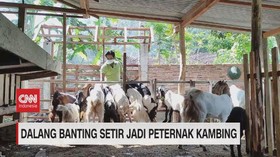VIDEO: Dalang Banting Setir Jadi Peternak Kambing