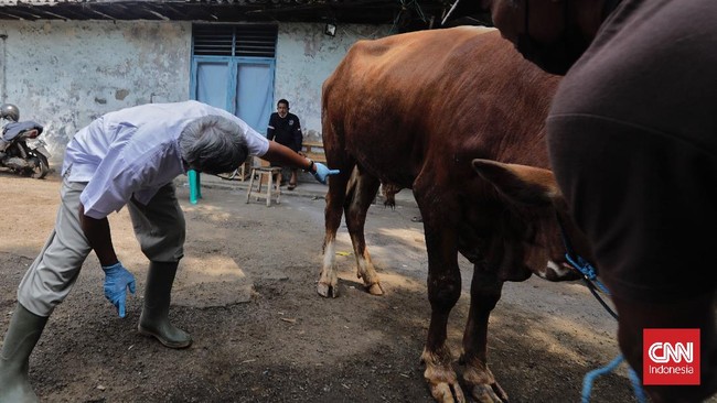 Kementerian Pertanian (Kementan) memproyeksi kerugian ekonomi Indonesia akibat wabah penyakit mulut dan kuku (PMK) tembus Rp11,6 triliun.