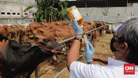 Mengenal LSD, Penyakit Kutil Sapi yang Ditemukan di Riau