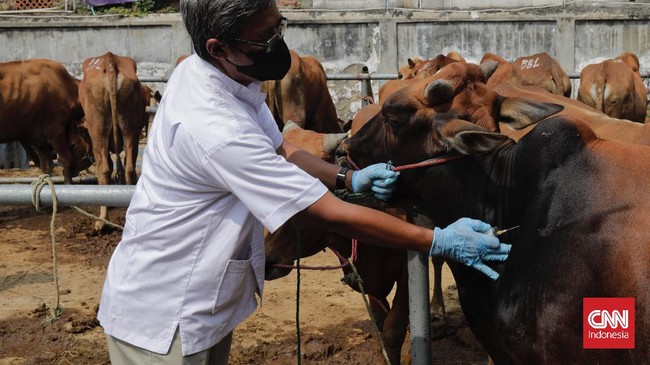 Wabah Penyakit Mulut dan Kuku (PMK) sapi disebut belum mempengaruhi harga dan permintaan daging sapi di pasar tradisional Jakarta.