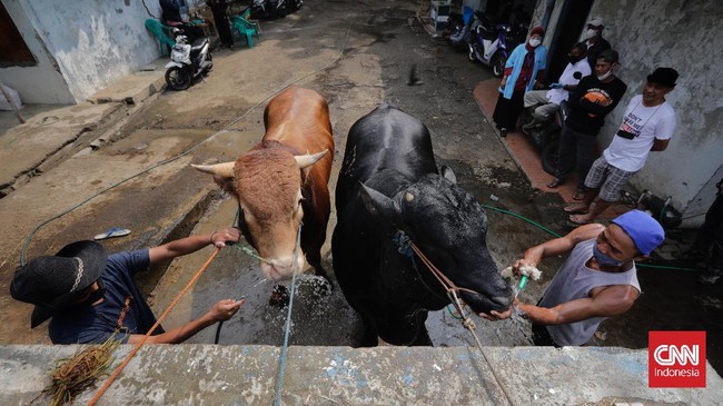 Seekor sapi jatuh ke saluran air di Tangsel. Petugas pemadam kebakaran bersama warga tengah melakukan upaya evakuasi.