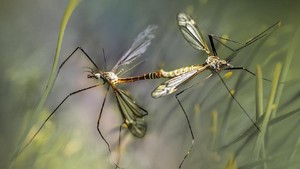 4 Resiko Membiarkan Gigitan Nyamuk dalam Waktu Lama