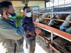 Omzet Penjualan Kambing Jelang Idul Adha di Bondowoso Turun Drastis