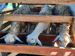 Simak Cara Memilih Kambing Kurban yang Sehat Sesuai Syariat Islam