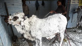 FOTO: Tradisi Memandikan Hewan Jelang Iduladha di Pakistan