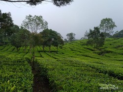Situ Patenggang Bandung yang Bikin Rileks Mata