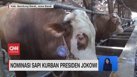 VIDEO: Nominasi Sapi Kurban Presiden Jokowi