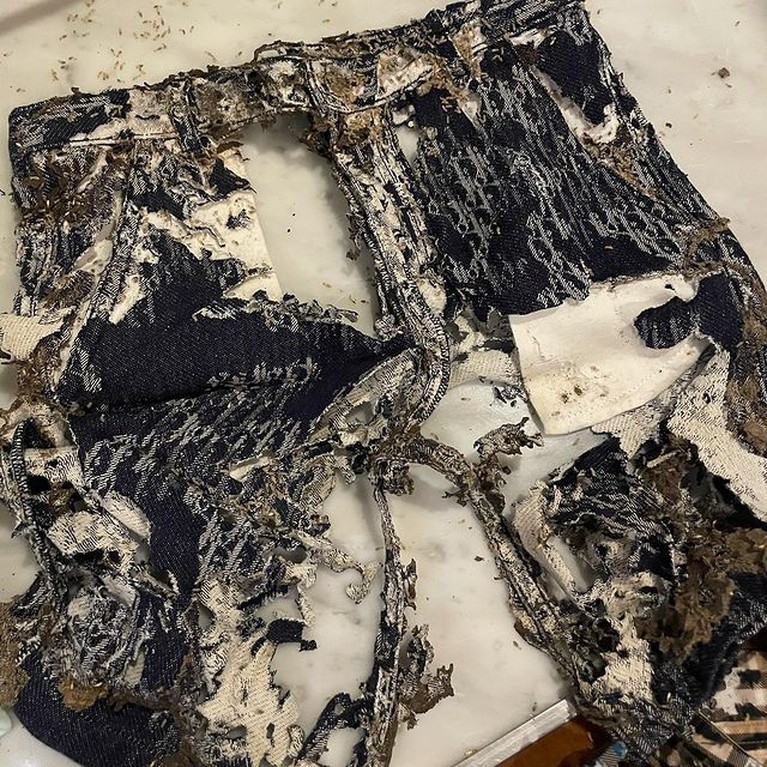 Penampakan Baju Mahal Rachel Vennya yang Dimakan Rayap Penampakan Baju Mahal Rachel Vennya yang Dimakan Rayap