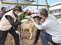 Perhatikan Prokes Pemotongan Hewan Kurban untuk Idul Adha