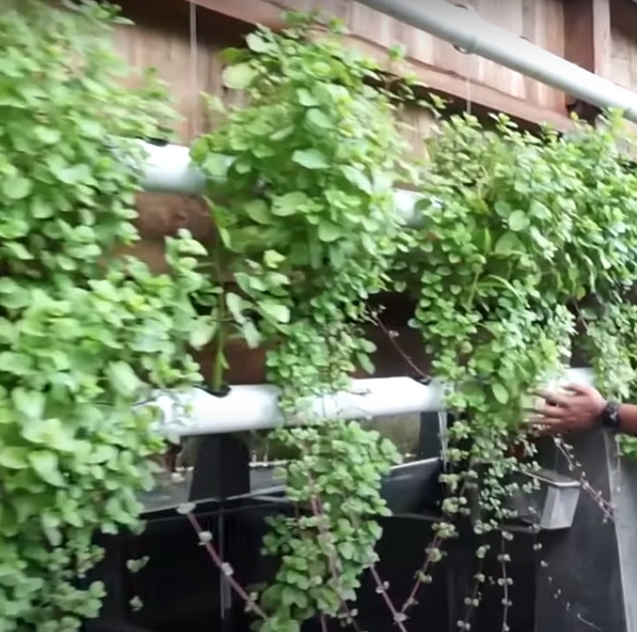 <p>Di rumah tersebut, Dodit juga memiliki tanaman yang dihidup dengan hidroponik. (Foto: YouTube: Dodit Mulyanto)</p>