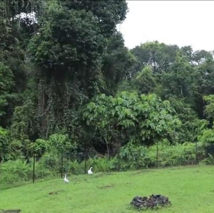 <p>Suasana rumah Prada sangat asri nih, Bunda. Di sekeliling rumah hanya terlihat pepohonan yang rimbun. (Foto: YouTube Prada Kalaweit)</p>