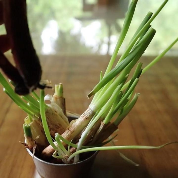 <p>Selain tanaman hias, Prada juga gemar berkebun, nih. Ia menanam berbagai sayuran seperti daun bawang, timun, cabai, dan basil. (Foto: YouTube Prada Kalaweit)</p>