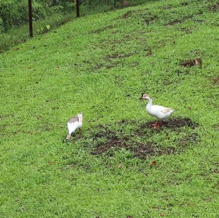 <p>Prada dan sang suami, Chanee Kalaweit, adalah pecinta hewan dan satwa liat, Bunda. Mereka memiliki banyak peliharaan, lho. Misalnya saja bebek ini. (Foto: YouTube Prada Kalaweit)</p>