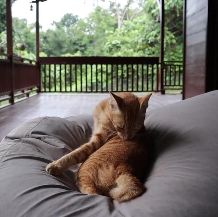 <p>Selain bebek, Prada dan suami juga memelihara seekor kucing lho, Bunda. Lucu banget, ya. (Foto: YouTube Prada Kalaweit)</p>