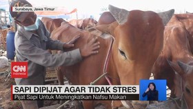 VIDEO: Sapi Dipijat Agar Tidak Stres