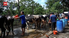 VIDEO: Jelang Idul Adha, Salon Sapi Ramai