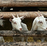 Kurban Digital, Cara Baru Melakukan Kurban Aman di Masa PPKM Darurat