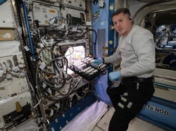 Mantap! Astronaut Cocok Tanam Cabai Rasa Luar Angkasa
