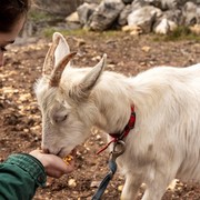 Sumbangkan Hewan Kurban, Bolehkah Kita Ikut Memakannya?