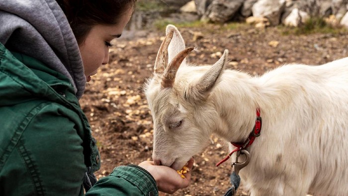 Sumbangkan Hewan Kurban, Bolehkah Kita Ikut Memakannya?