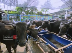 Punya Peternakan Sapi Terbesar di Jakarta, Pria Ini Kantongi Miliaran Rupiah