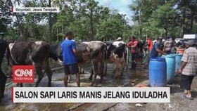 VIDEO: Salon Sapi Laris Manis Jelang Iduladha