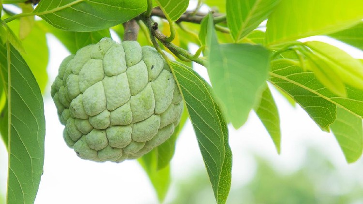 Ilustrasi buah srikaya custard apple on the tree fruit of thailand