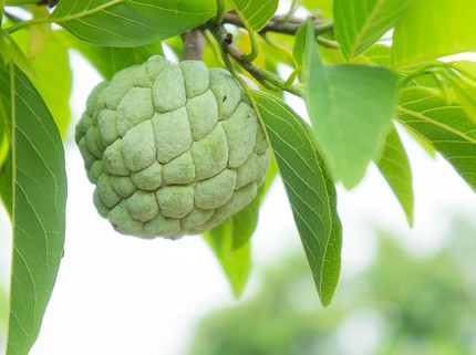 5 Manfaat Buah Srikaya Bagi Ibu Hamil yang Jarang Diketahui Orang