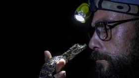 FOTO: Menjaga Caiman yang Kian Langka di Laguna Brasil