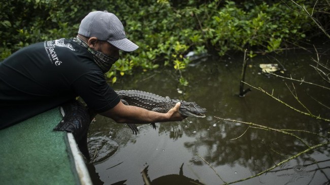 FOTO: Menjaga Caiman yang Kian Langka di Laguna Brasil