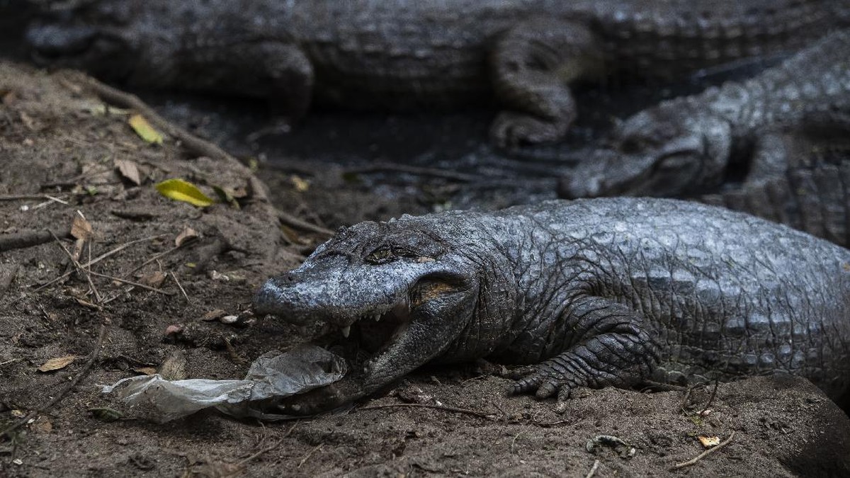 FOTO: Menjaga Caiman yang Kian Langka di Laguna Brasil