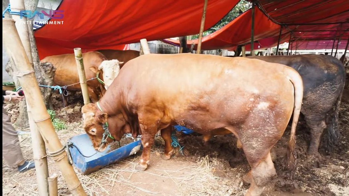 Raffi Ahmad merayakan Idul Adha dengan menyiapkan 10 ekor sapi&period; Yuk kita intip penampakan sapi kurban milik Raffi&excl;